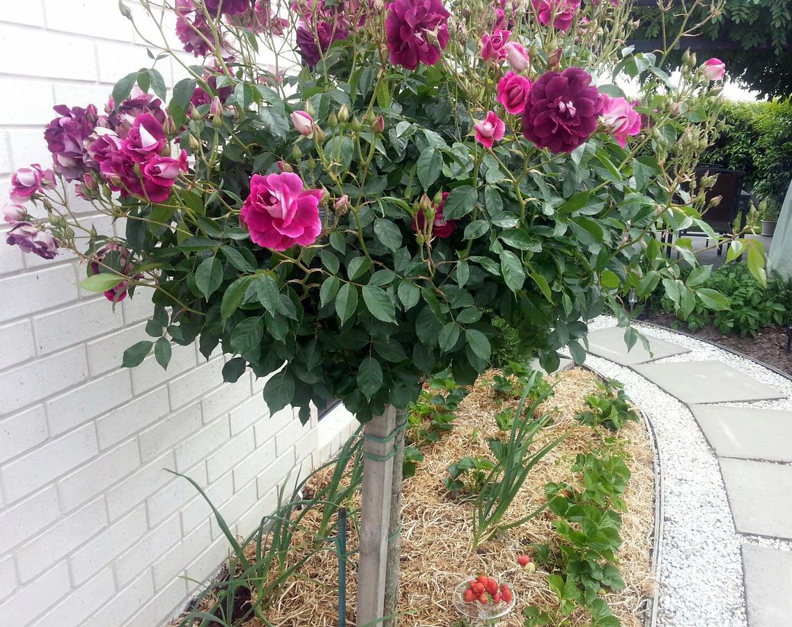 Courtenay B & B Kaiapoi ภายนอก รูปภาพ
